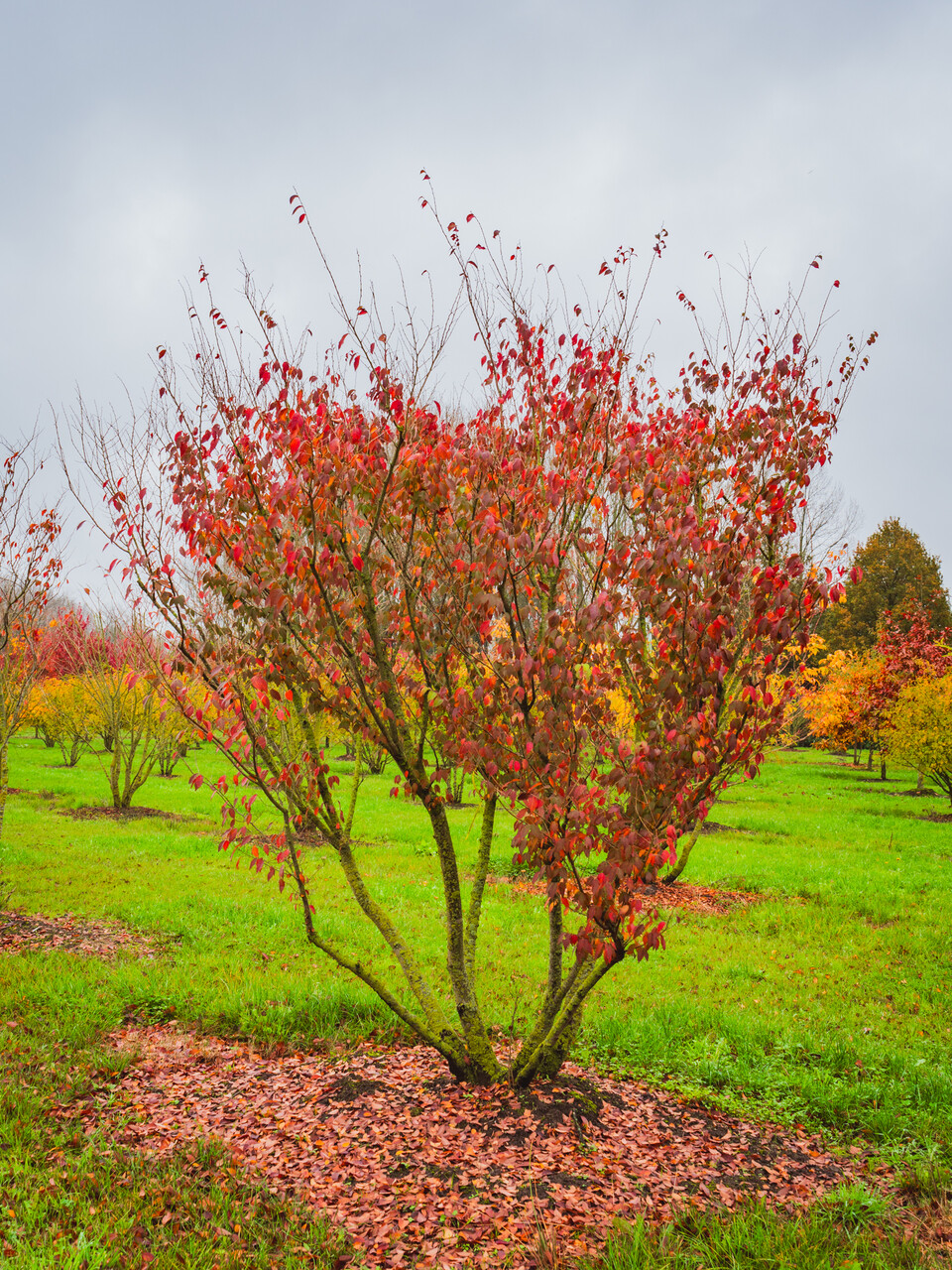 Zelkova serrata | Japanese Zelkova, Keaki - Van den Berk Nurseries